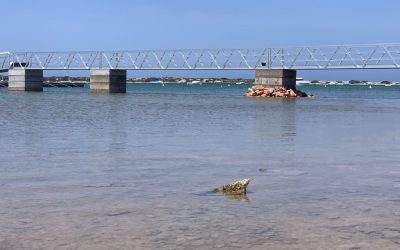 La SECUM se pronuncia sobre la entrada en vigor del proyecto de Reglamento que regula los amarres en el Estany des Peix